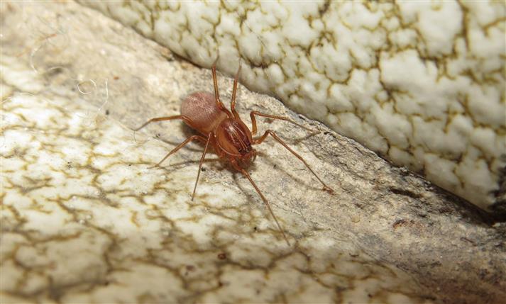 subadulto di Scytodes velutina  -  Costa de Caparica (Portogallo)